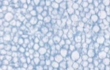 Plastica Premium Wooden Pool Bayswater 3.694m X 6.564m Patterned Liner